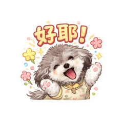 花灰貴賓寶寶3