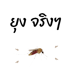 Kanjana(fon)_20260424224122