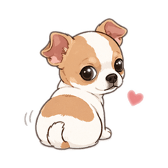 超萌吉娃娃小饅頭