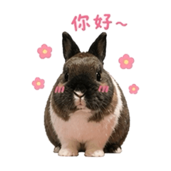 兔吉的日常碎片