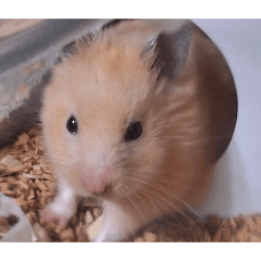 腰子鼠鼠的躺平鼠生