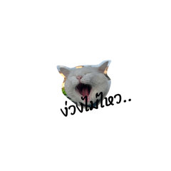 Mekameaow_20260425071302