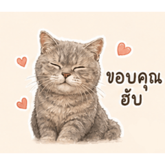 Maldives Scottish shorthair Lovely cats