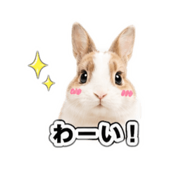 CHEESE_20260425133248