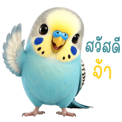 English Budgie Tuatung