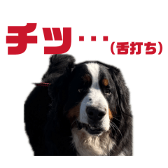 おふざけ多めのバーニーズスタンプ