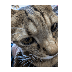 hemesi_20260425150200