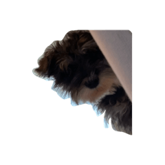 mobubu_20260425170144