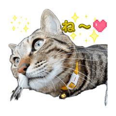 You to Chikuwa_20260425164724