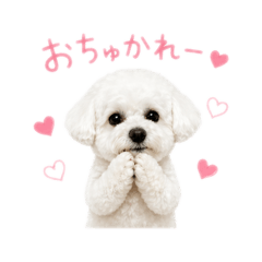 chococo_20260425154108