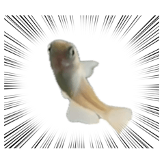 shaaa_20260425143502