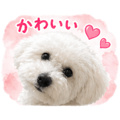 bichonfriese_vanilla