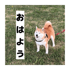 sarama_20260425154912