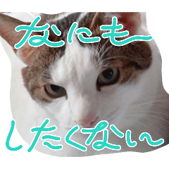 whitesparrow_20260425154955