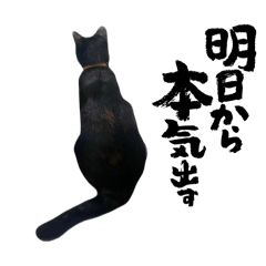 sakumaneko_20260425155334