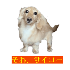 michi_20260425154859