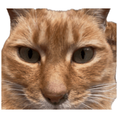 Yoichi_20260425181721