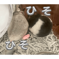 kitazima1125_20260425163715