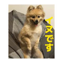 kakipio_20260425193231