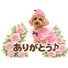 song june_20260425193750