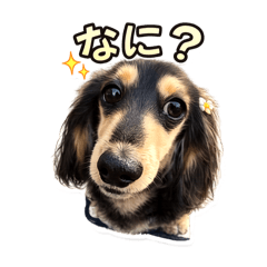 yoppy14_20260425193709