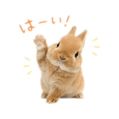 Kawaii usagi tsukaiyasui