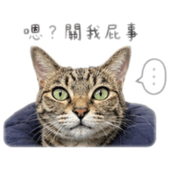 樂比與阿福的快樂日常