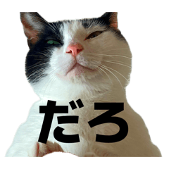 Cat cute so good