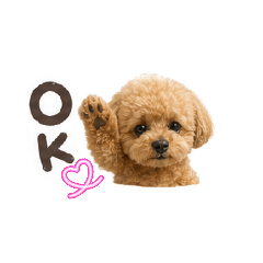 dolphin_20260425200458