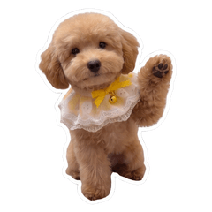 Cute Fluffy Toy Poodle Everyday