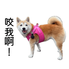 樟樹公園の大大2