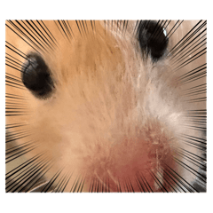 tenpura_