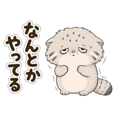 Manu the Tired Pallas Cat