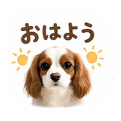 Cyoko_20260425210244