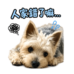 可愛的天小天☁️