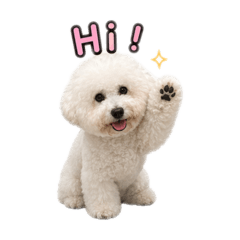 比熊大哥 多比的日常