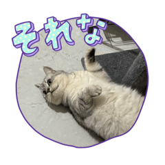 Buddy_20260425194923