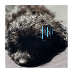 Lotti.