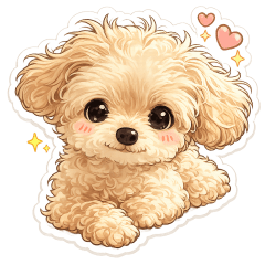 My toy poodle Poo-chan