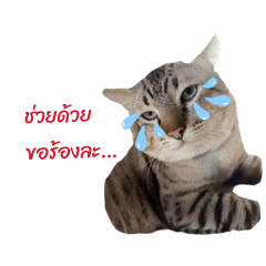 Orathai S._20260425161319