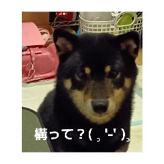 maron_20260425202911