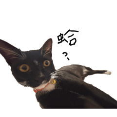 小咪的醜照日常