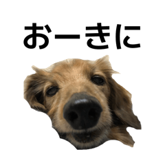 Pooch 1.0