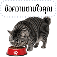 Message Stickers: Tabby cat