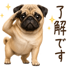 Year-Round! Pug