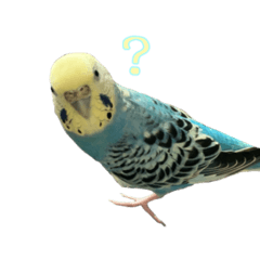 wasabi_20260425230039