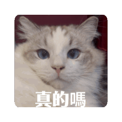 Romi的日常2