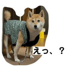 kotomi_20260425213654