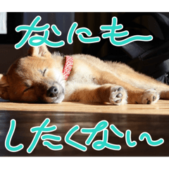 syake_20260426001853