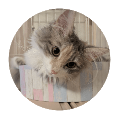 daikon zamurai_20260425224045